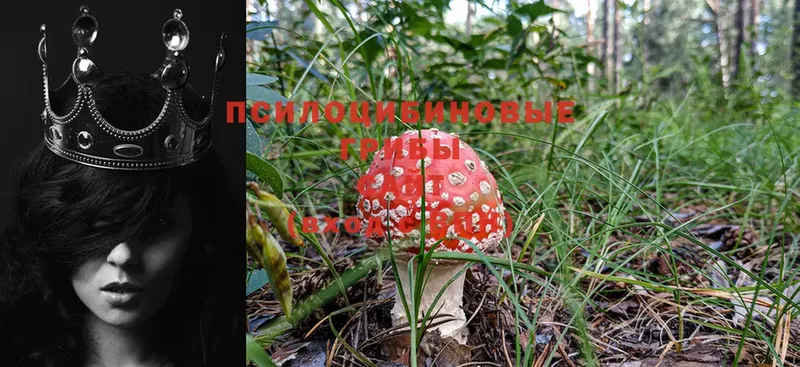 Галлюциногенные грибы MAGIC MUSHROOMS  Бодайбо 